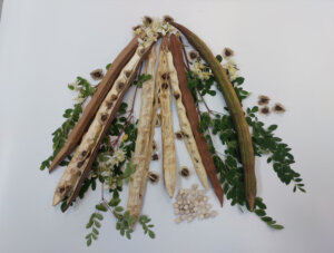 Semente de moringa remove microplásticos da água com eficiência igual à do alumínio