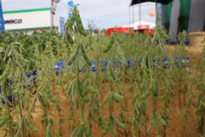 Mercosul pode suprir 40% da nova demanda global por alimentos