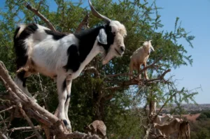 cabras