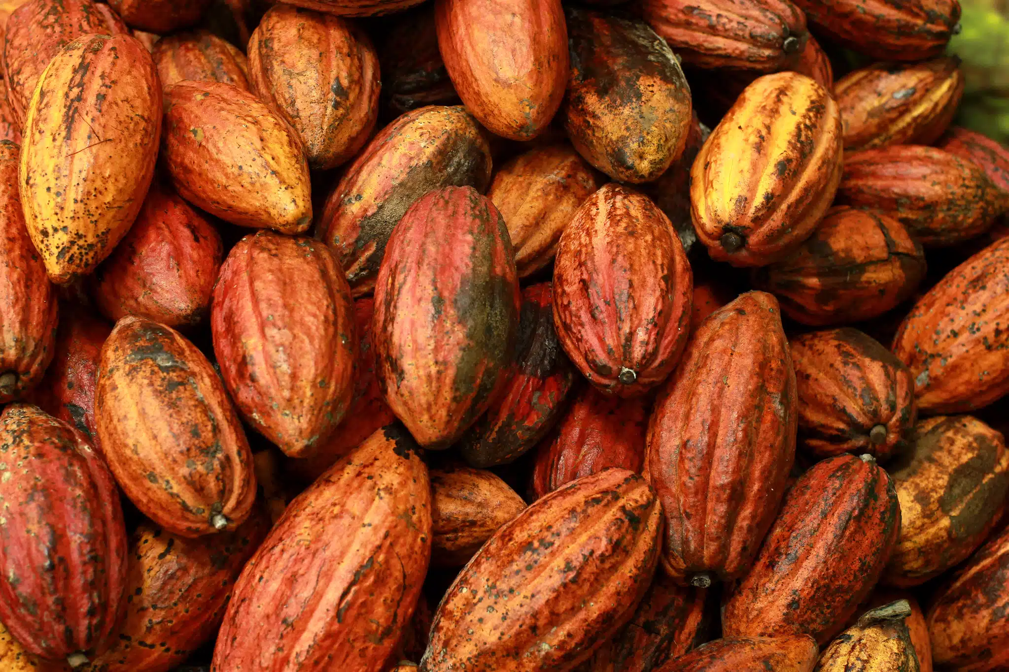 cacau.