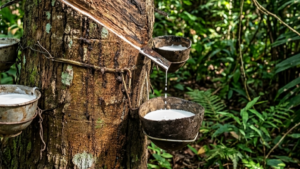 Sem crédito, sem escala: a solução que muda a produção de borracha na Amazônia