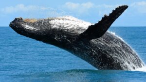 Ilhabela entra na temporada de baleias e surpreende com aparição rara de orcas