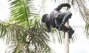 Governo destina R$ 132 milhões à Amazônia Legal