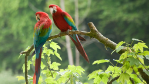 A arara que desapareceu do litoral brasileiro por quase 200 anos voltou a nascer na Mata Atlântica
