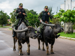 Único batalhão do mundo que usa búfalo como viatura fica no Brasil