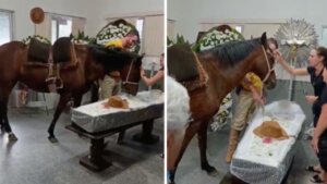 Conexão além da vida? Égua relincha ao lado de caixão e comove família em SC