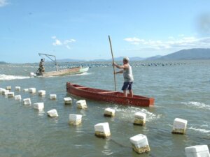 Santa Catarina anuncia financiamento para recuperar produção de ostras