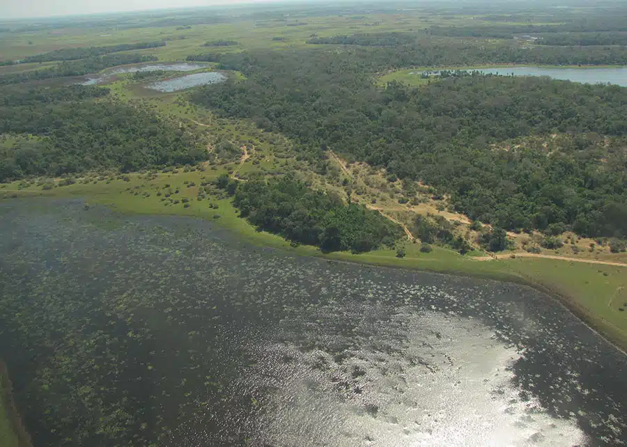 pantanal