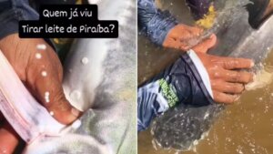 Guia de pesca se surpreende com ‘leite’ liberado por piraíba gigante no Rio Araguaia