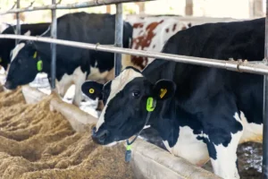 Parasita que devora animais vivos faz EUA investirem milhões
