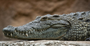 Que susto! Crocodilo de 4 metros invade cozinha de hotel
