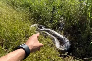 Surpreendente: Brasileiros podem ter achado a maior sucuri do mundo em MG
