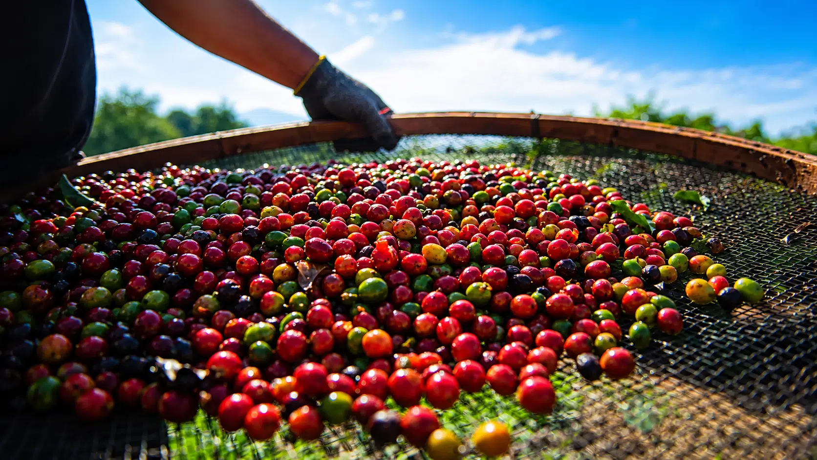 Café dispara em julho mesmo com avanço da colheita. Chuvas preocupam produtores e afetam o ritmo da colheita.