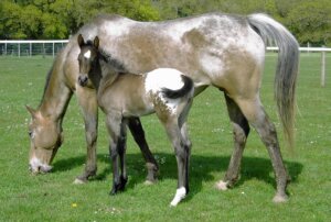 cavalos