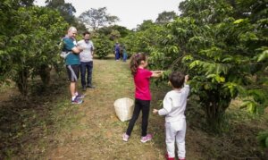 Safra de café 2026 começa com colheita urbana em São Paulo