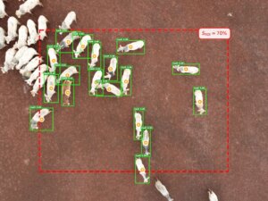 Drones e inteligência artificial ajudam a definir o momento ideal de abate do gado