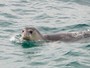 Focas raras usam cavernas submersas para fugir de turistas