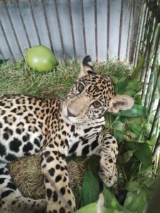 Filhote de onça-pintada resgatado no Amazonas segue para reabilitação