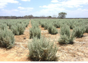 Nova tecnologia com microrganismos pode viabilizar agricultura em solos degradados