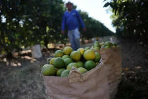 Agronegócio comemora aprovação de lei para safristas