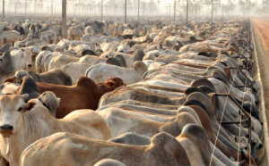 Exclusão do Brasil é mantida pela UE após revisão das regras para exportação de carnes
