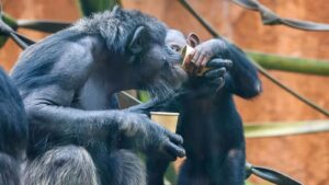Chimpanzés do Zoo SP