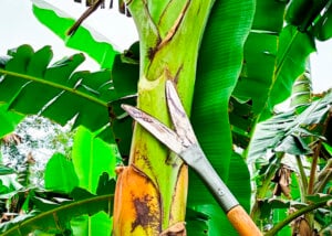 Rabo de Jaraqui: inovação está transformando a bananicultura na Amazônia