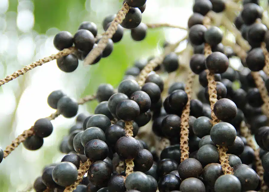 Açaí