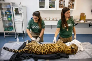 Onça-pintada doa sangue em procedimento inédito no Brasil