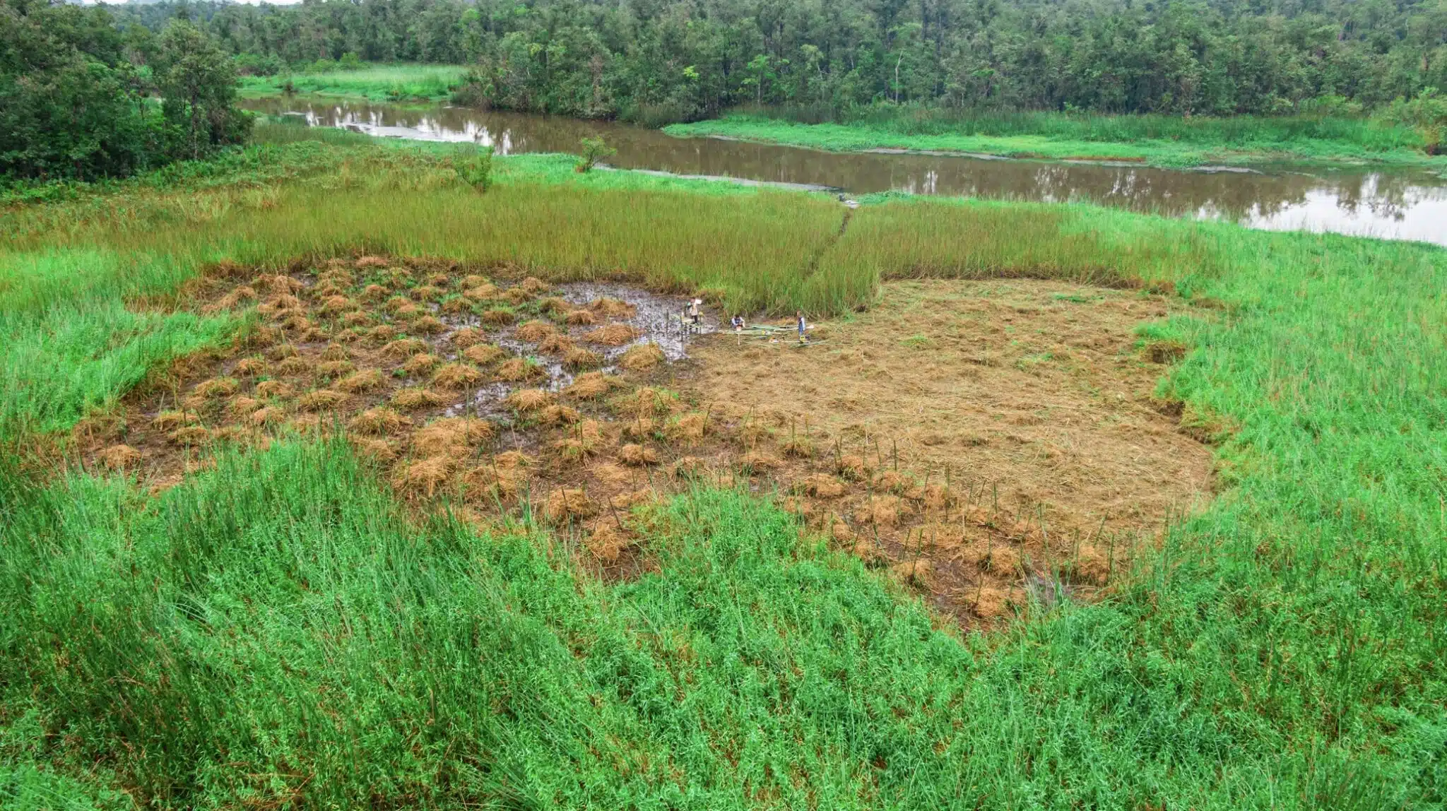 Área em processo de restauração - remoção de braquiárias-d'água
