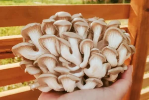 Cogumelos