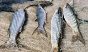 Pesca de tainha é suspensa após limite de captura