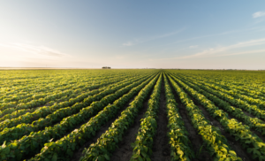 Plano Safra 2026/27 pode ter juros abaixo de 10% para custeio, diz Ministério da Agricultura