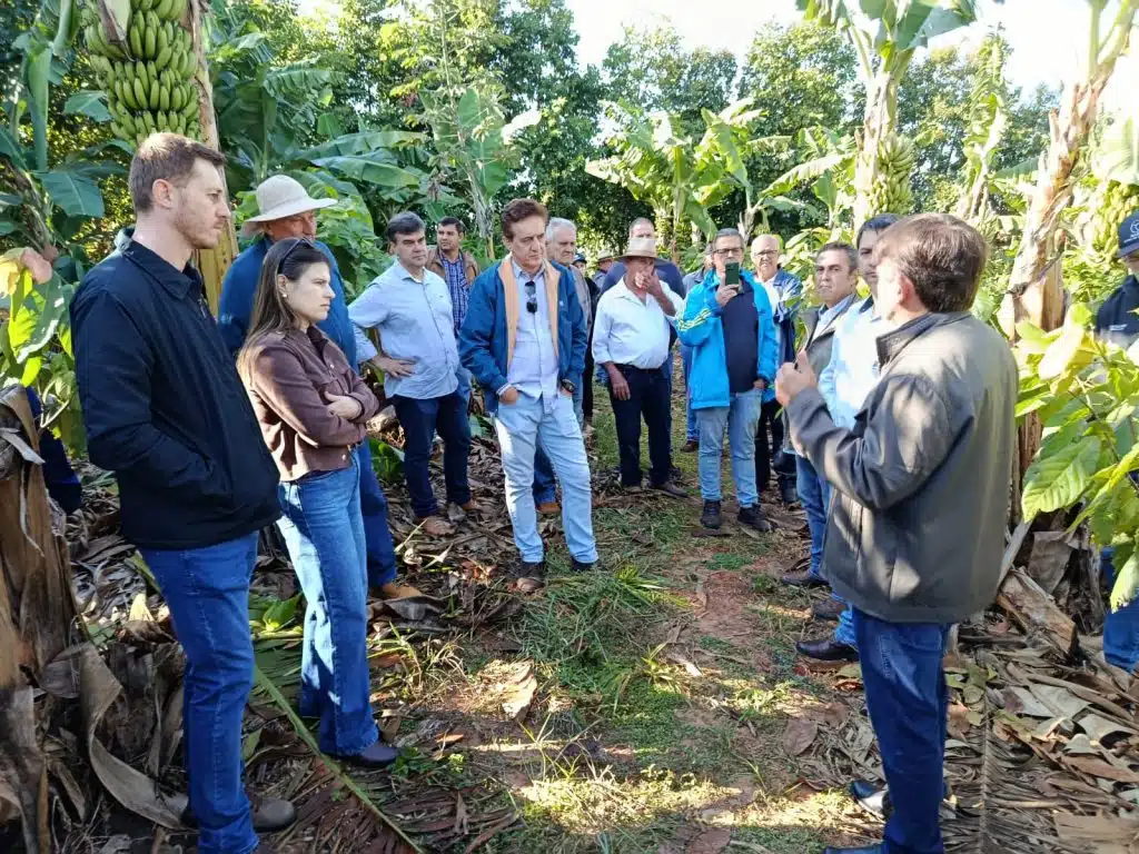produtores de cacau de pe na plantação