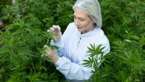 Cannabis avança e projeta mercado de R$ 1,2 bilhão no Brasil