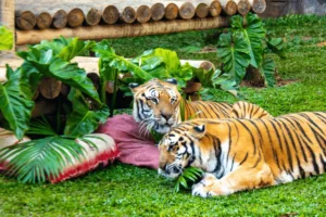 Zoo de SP mima animais com banquete romântico no Dia dos Namorados