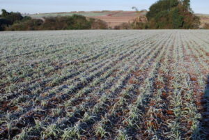 Embrapa lança projeto para ajudar produtores a enfrentar riscos climáticos
