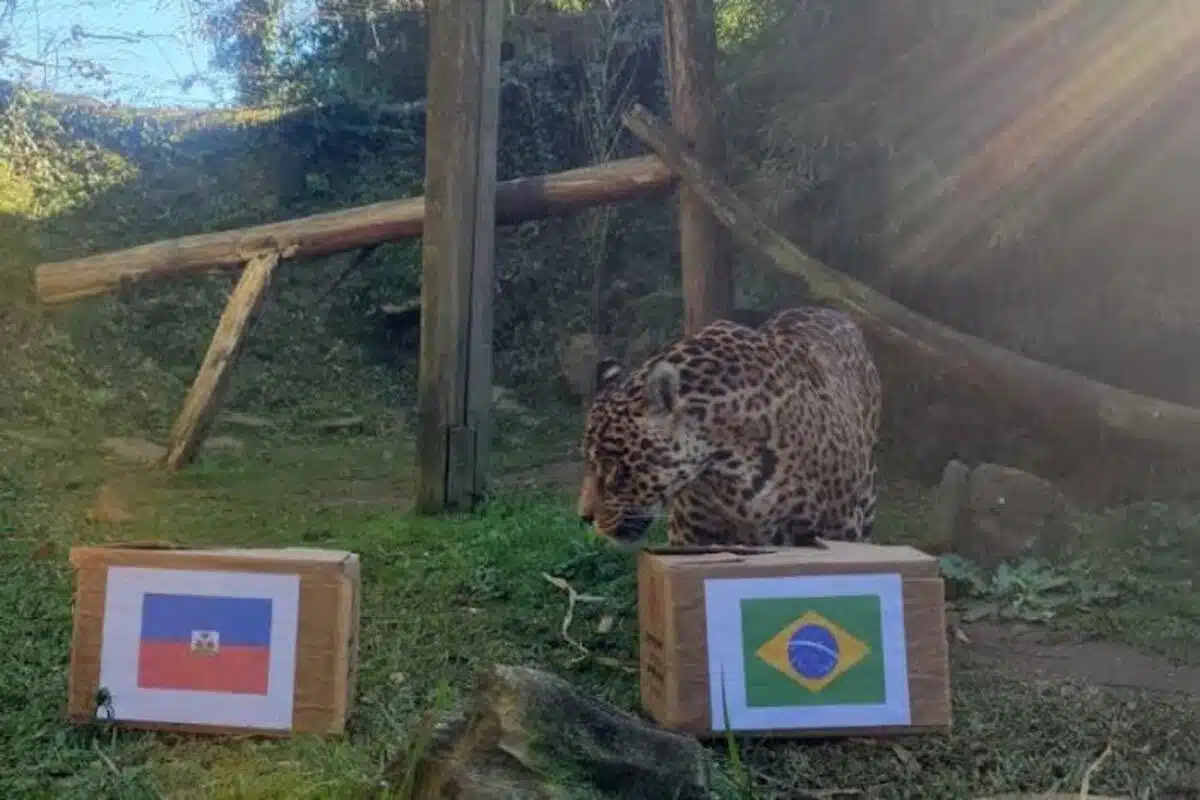 Onça prevê resultado jogo do brasil