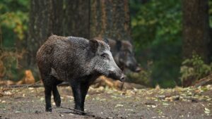 Javalis causam prejuízos em lavouras e motivam projeto que prevê pagamento de R$ 100 por animal abatido