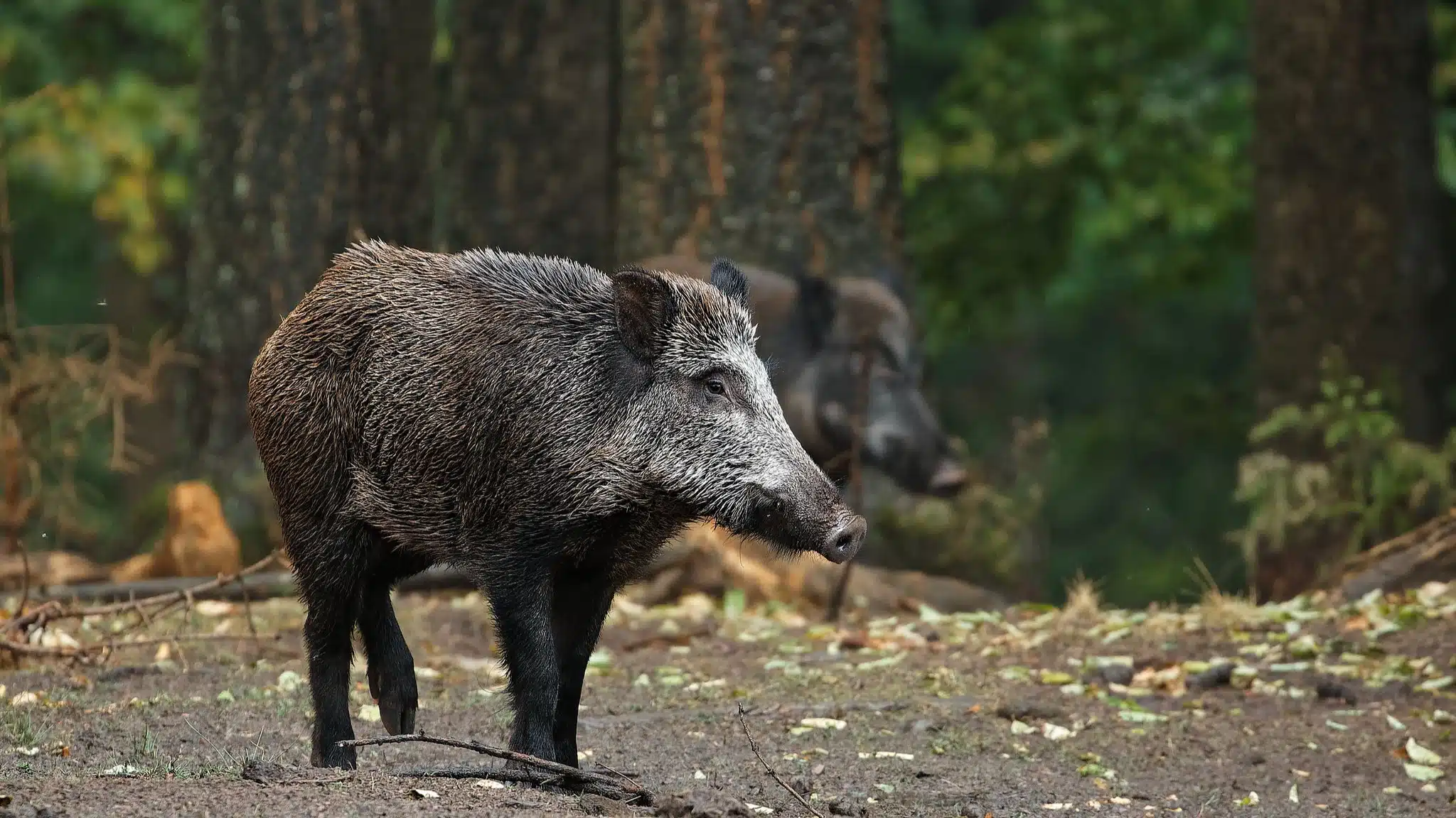 Javalis causam prejuízos em lavouras e motivam projeto que prevê pagamento de R$ 100 por animal abatido