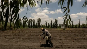 Como a COVID-19 reviveu fazendas da era asteca no México