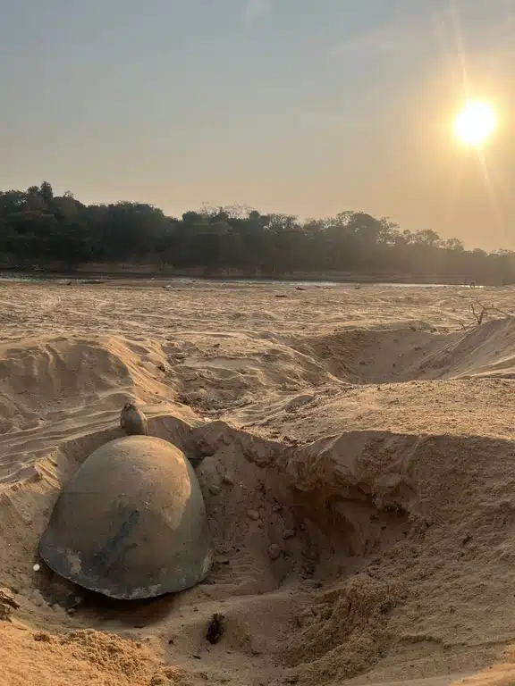 tartaruga na areia com sol no horizonte