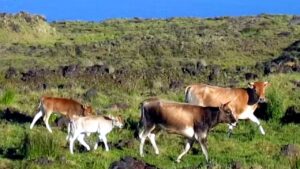 Vacas na Ilha de Amsterdã