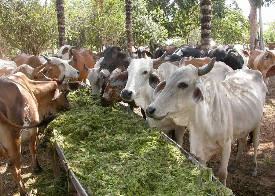 Resíduos vegetais podem ser aproveitados para alimentação de rebanhos