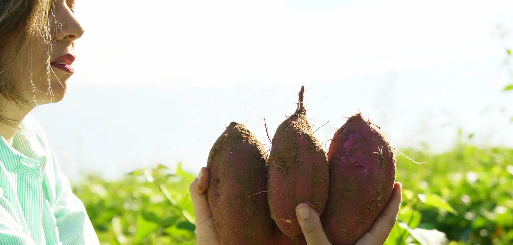 Batata doce