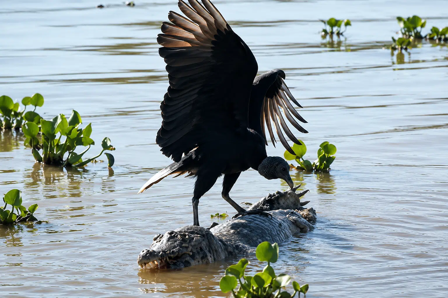 Urubu-de-cabeça-preta com as asas abertas sobre a carcaça de um jacaré que flutua nas águas do Rio Cuiabá, no Pantanal de Mato Grosso.