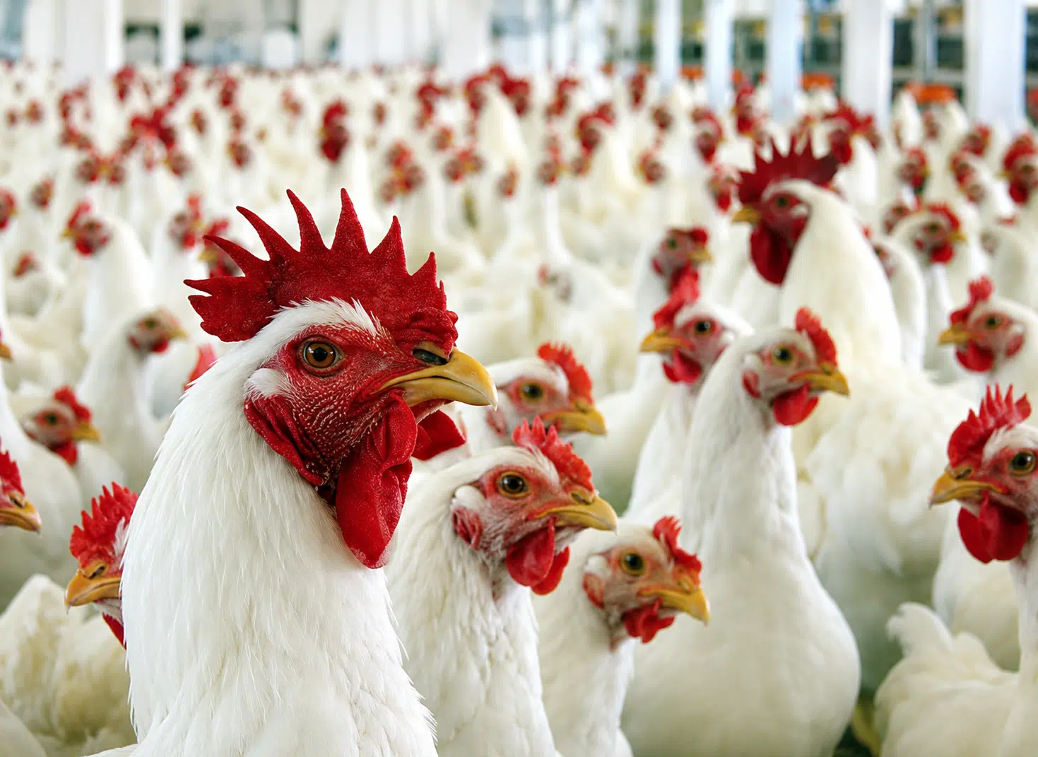 Frangos de corte em uma granja de produção intensiva no Brasil. O setor avícola brasileiro deve ampliar a produção e as exportações de carne de frango em 2026, segundo projeções divulgadas pela Associação Brasileira de Proteína Animal (ABPA).