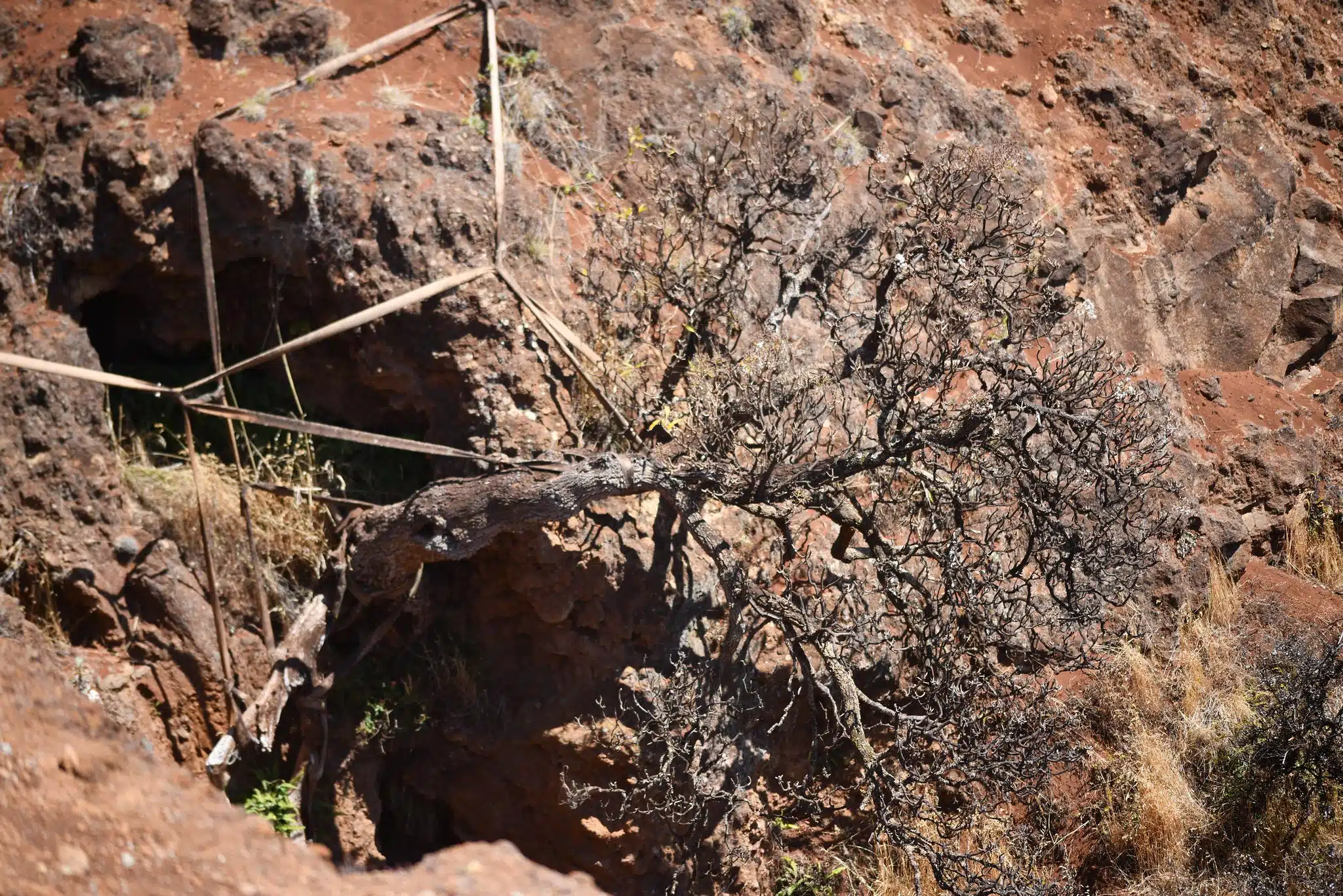 Foto de árvore Dendroseris neriifolia ameaçada de extinção