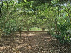 floresta e agricultura