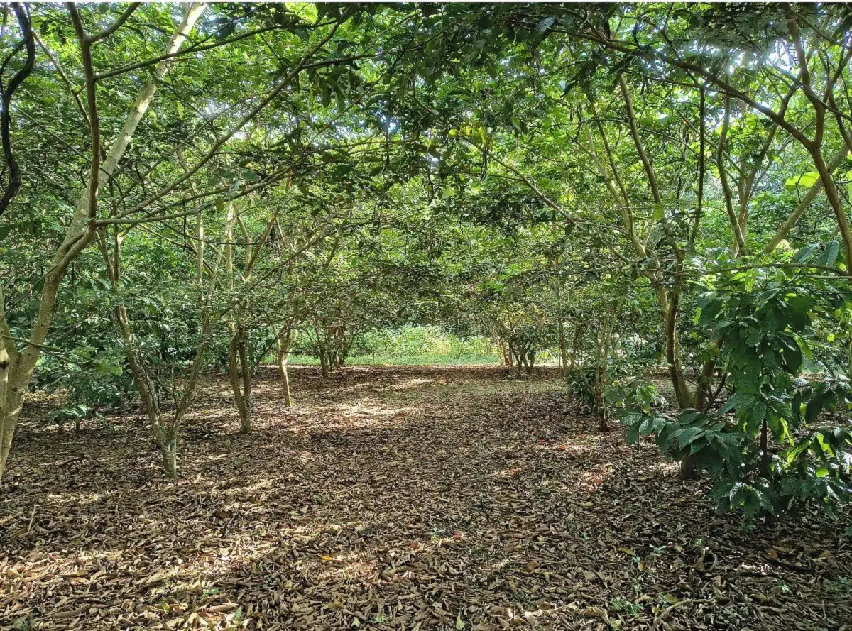 floresta e agricultura